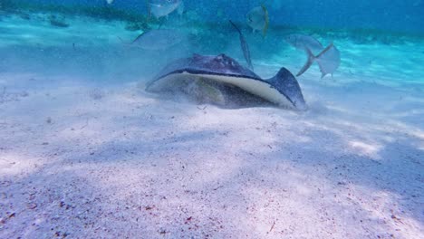 A-close-up-of-a-Southern-Stingray-surrounded-by-fish-in-Caye-Caulker,-Belize