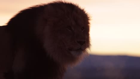 lion-takes-big-breath-in-sunrise-slomo