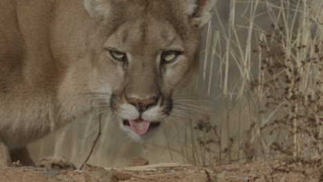Female-mountain-lion-stalking-prey-in-the-style-of-a-Nature-Documentary