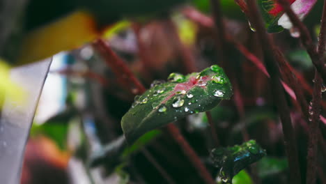 Close-Up-of-Raindrops-Glistening-on-a-Caladium-Leaf-on-a-Rainy-Day