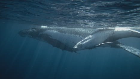 Buckelwalfamilie-Spielt-An-Der-Oberfläche,-Während-Die-Mutter-Ihr-Kalb-In-Tonga-Beschützt