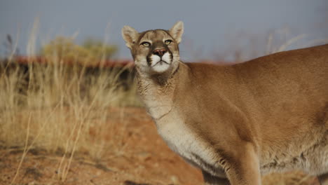 Cougar-mountain-lion-stalking-prey-in-slow-motion-in-an-arid-desert-climate---In-the-style-of-a-Nature-Documentary