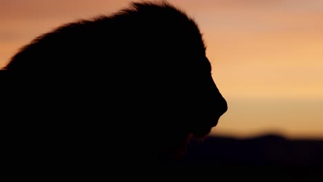 Die-Löwensilhouette-Verwandelt-Seinen-Kopf-In-Den-Sonnenaufgang