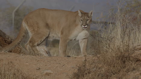 Female-cougar-stalking-prey-in-slow-motion-in-an-arid-desert-climate---In-the-style-of-a-Nature-Documentary