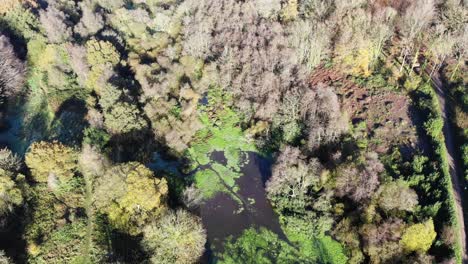 Aerial-Birds-Eye-View-Over-Otterhead-Lake-Surrounded-By-Autumnal-Woodland-Forest