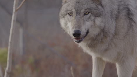 Grauer-Wolf,-Wildes-Tier-Aus-Nächster-Nähe