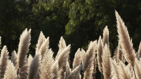 beauty-in-nature,-pampa-grass-flowers-gently-swaying-in-the-sunset-breeze-with-trees-behind-in-slow-motion