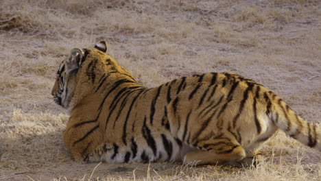 Großer-Tiger-Liegt-Im-Gras-Und-Positioniert-Sich-Neu