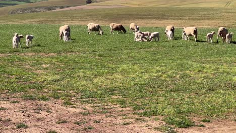 Schafe-Grasen-Auf-Dem-Feld