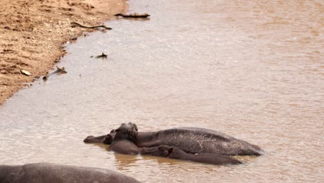 Hippos-In-The-River-With-Muddy-Water-In-Maasai-Mara,-Kenya