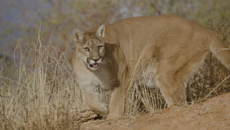 Female-mountain-lion-stalking-prey-in-slow-motion-in-an-arid-desert-climate---In-the-style-of-a-Nature-Documentary