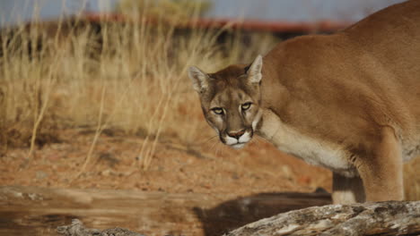Female-mountain-lion-stalking-prey-in-slow-motion-in-an-arid-desert-climate---In-the-style-of-a-Nature-Documentary