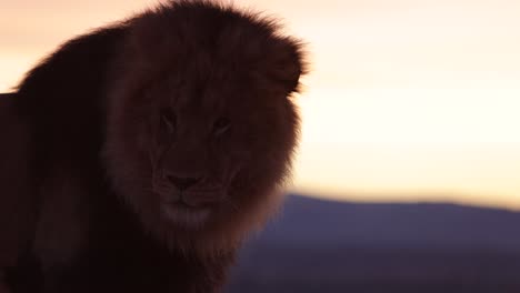 lion-turns-head-and-looks-back-in-morning-light