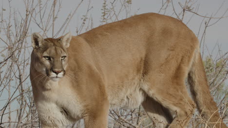 Puma-Jagt-Beute-In-Zeitlupe-In-Einem-Trockenen-Wüstenklima-–-Im-Stil-Einer-Naturdokumentation