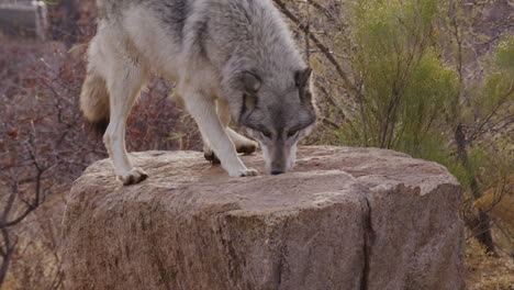 Zeitlupenwolf-Springt-Auf-Einen-Felsen