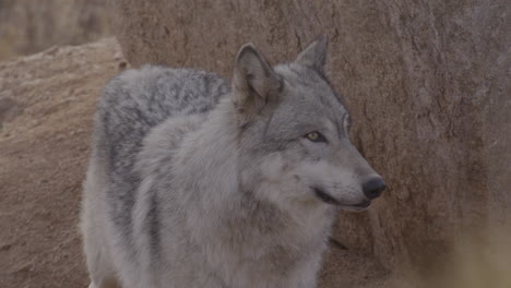 Close-up-wolf-looking-around
