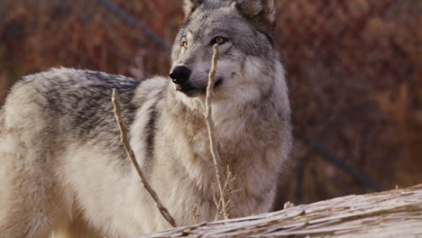 Wolf-in-the-city-standing-in-front-of-a-fence