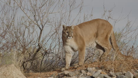 mountain-lion-stalking-prey-in-an-arid-desert-climate---In-the-style-of-a-Nature-Documentary