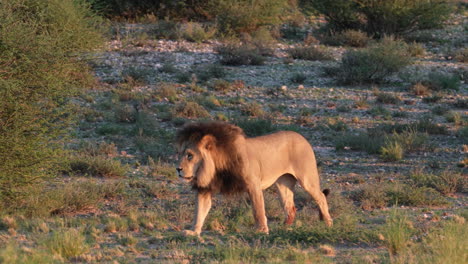 Lion-Walking-On-The-Dry-Grassland---Tracking-Shot
