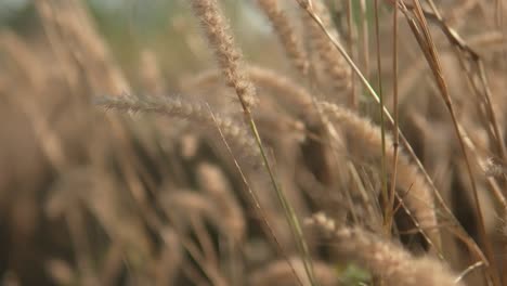Golden-wheat-close-up-swaying-gently,-blurred-background,-warm-sunlight,-serene-rural-vibe