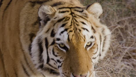 Slow-motion-close-up-of-tiger-licking-lips