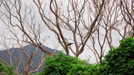 Ein-Mantelbrüllaffe,-Der-Durch-Bäume-Im-Dschungel-Klettert,-Auf-Der-Insel-Ometepe,-Nicaragua