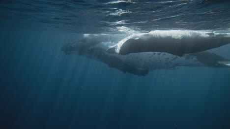 Humpback-whale-calf-plays-along-surface-floating-belly-up-to-sky,-underwater-slow-motion