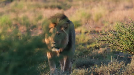 Lion-Walking-Through-Grass---Close-Up