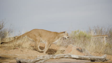 Female-mountain-lion-in-slow-motion-in-an-arid-desert-climate---In-the-style-of-a-Nature-Documentary