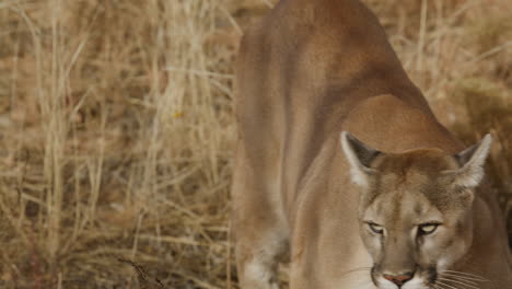 Female-mountain-lion-slow-motion-in-an-arid-desert-climate---In-the-style-of-a-Nature-Documentary