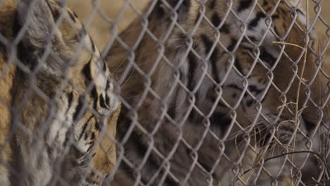 Pair-of-tigers-behind-the-fence-in-a-zoo