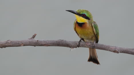Closeup-Of-Little-Bee-eater-On-Tree-Brach-Looking-For-Prey