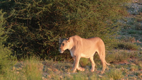 Lioness-Walking-On-The-Grass-Field---Tracking-Shot