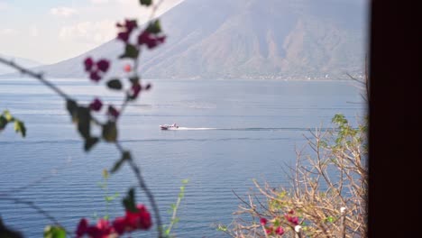 Lake-Atitlan-apartmen-view,-through-flowers,-of-a-boat-passing-across-the-lake-in-front-of-a-volcano,-Guatemala,-Slow-motion