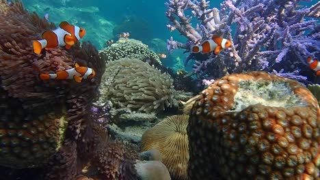 Nemo-Clown-Fish-at-Colorful-and-Beautiful-Healthy-Coral-Reef,-Underwater-Seascape