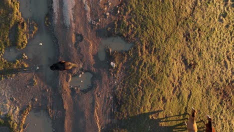 Horses-wading-through-marsh-in-genoa-at-sunset,-casting-long-shadows,-aerial-view