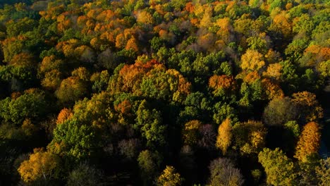 Drone-shot-of-a-vibrant-colorful-forest-in-the-city-park-on-a-sunny-autumn-day-in-Kaunas,-Lithuania