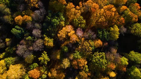 Aerial-shot-of-a-vibrant-colorful-forest-in-the-city-park-on-a-sunny-autumn-day-in-Kaunas,-Lithuania