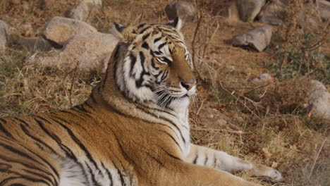 Tiger-Entspannt-Sich-Und-Dreht-Den-Kopf-Aus-Nächster-Nähe