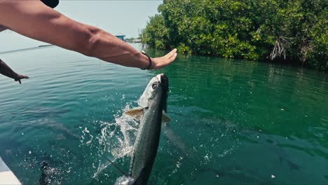 Slow-motion-Tarpon-fish,-jumps-out-of-water-to-snatch-food-from-male-tourist-in-Caye-Caulker-Belize