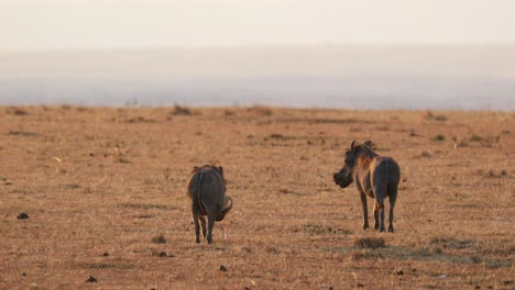Warthogs-Standing-In-The-Savannah-At-Maasai-Mara-National-Reserve-In-Kenya,-Africa