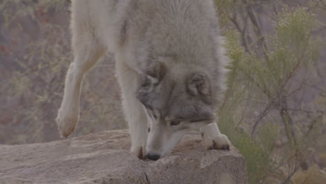 Grey-wolf-slow-motion-jumping-on-a-rock