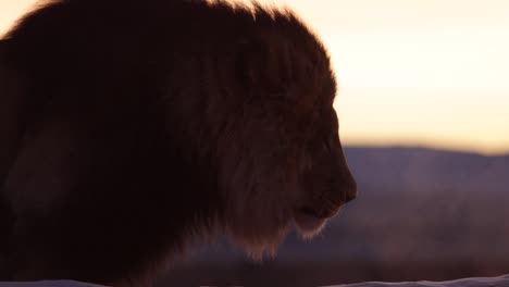 lion-roars-with-breath-showing-in-the-sunrise-light-slomo