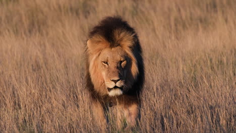 Lion-Walking-In-African-Savanna---Close-Up