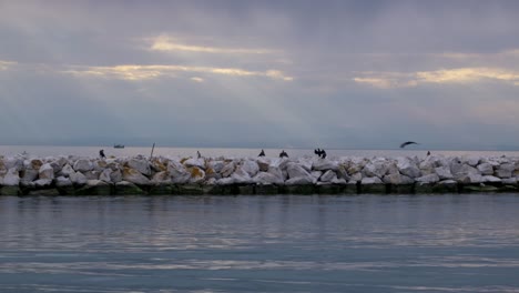 Seagulls-and-cormorants-resting-on-the-breakwater-of-the-port