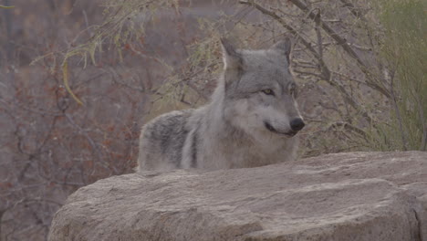 Großer-Wolf,-Der-Hinter-Einem-Felsen-Steht