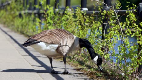 Canada-goose-picks-at-grass-by-canal-in-sunny-Manchester,-close-up