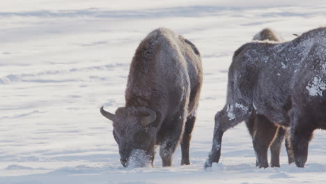 Telephoto-shot-of-European-wood-bison-foraging-in-white-winter-snowy-landscape
