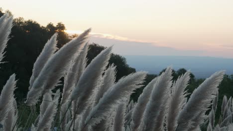 Gorgeous-flowers-swaying-in-the-mountain-breeze-against-a-sunset-backdrop,-with-a-valley-below,-captured-in-slow-motion