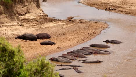 Group-Of-Hippopotamus-Relaxing-In-The-River-With-Muddy-Water-In-Maasai-Mara,-Kenya,-Africa